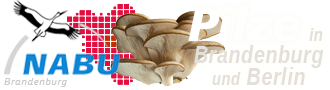 Pilze in Brandenburg und Berlin